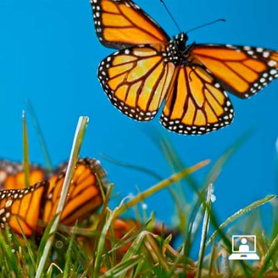 Webinar | Meet the Manager: Alina Donets of the Silvercrest – Natural Capital fund.